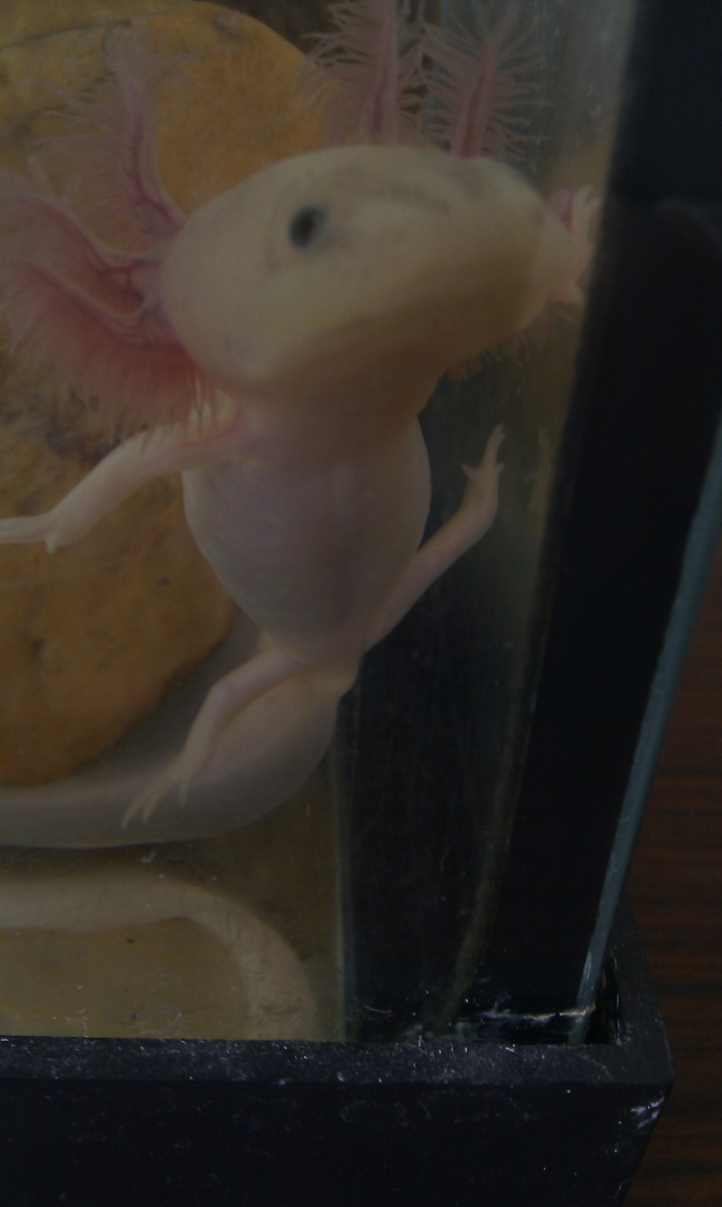 Mes axolotl A_mett10