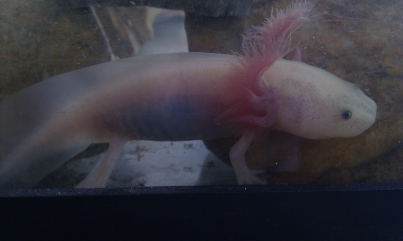 Mes axolotl A_mett11