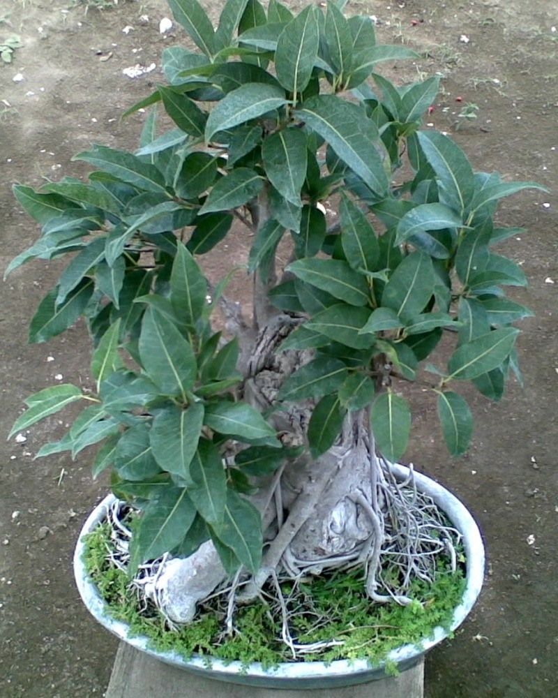 red ficus bonsai Fi11