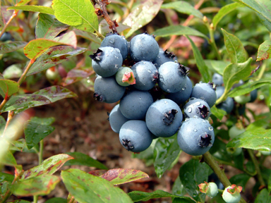 Confiture de bleuets  Bleuet10