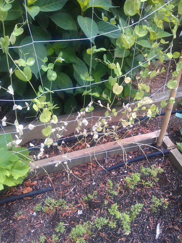 Whats up with my peas? Downlo11