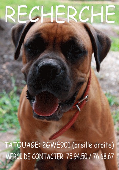 boxer - Toujours à la recherche de Genky - Boxer Mâle volé le 11/06 secteur la coulée Mont Dore Recher10