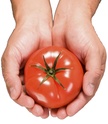 Hi all - Trvth Tomato10