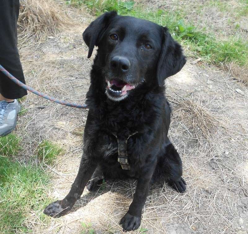 CHARLOTTE chienne de type labrador noir de 5 ans (Saintes 17) Charlo15