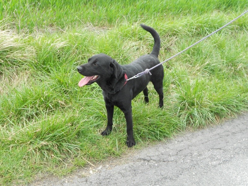 CORY chien de type labrador noir de 1 an et demi (Saintes 17) - ADOPTE Cory_510
