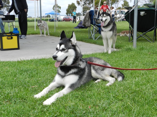 Scrapbook of Titus and Lycan Updated 27th March 2013 Dscn0610