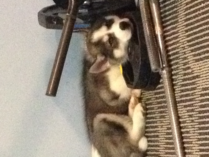 home - Husky sleeps on my home gym weights!  Photo_11