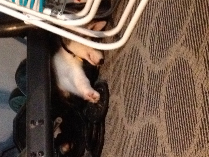 Husky sleeps on my home gym weights!  Photo_13