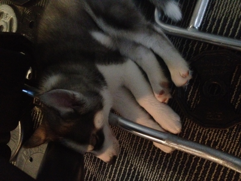 Husky sleeps on my home gym weights!  Photo_15