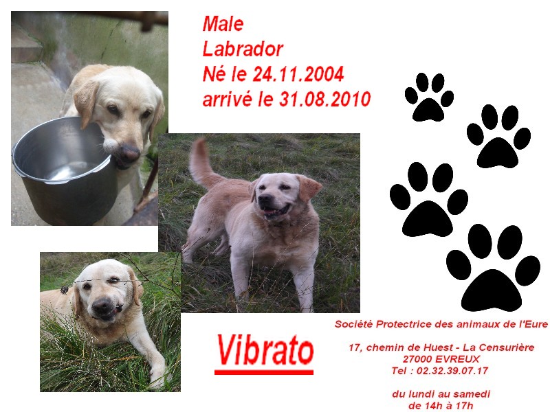 Vibrato, labrador, né le 24.11.2004, spa evreux 211