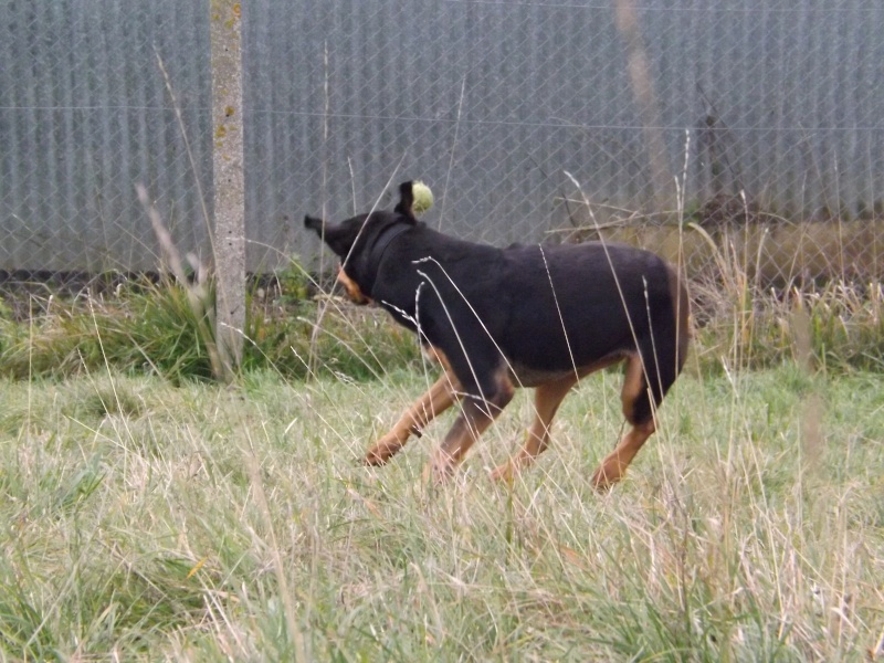 Woudia femelle croisée beauceron 7 ans (SPA Evreux)  - Page 2 Dscf0513