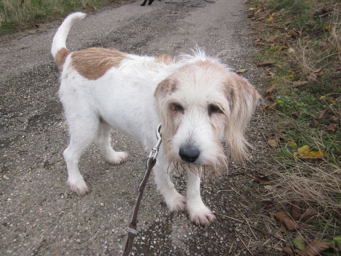 Fifille, Croisée griffon stérilisée, née en janvier 2005, Refuge SPA Amance 00311