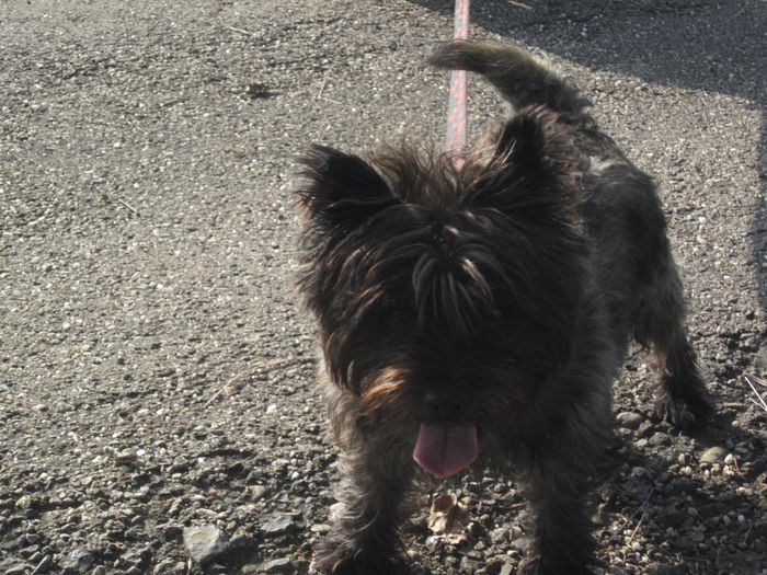 VOYOU - cairn terrier 8 ans - SLPA à Amance (54) Img_6216