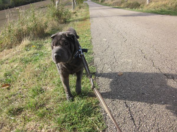 Selena, femelle stérilisée sharpei, née en 11/07. Refuge SPA Amance Selena11