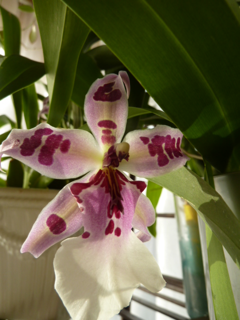 orchidées : nos floraisons au fil des saisons 2010-2013-2014  - Page 6 00910