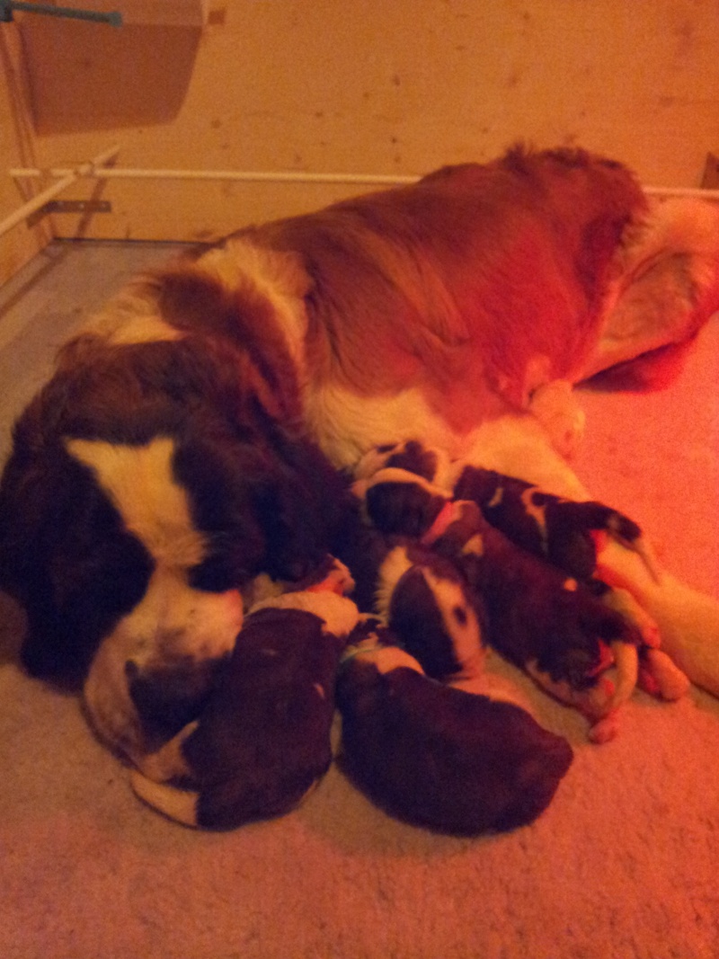 Nouvel élevage de st Bernard : des Alpages de la Croix Chiots16