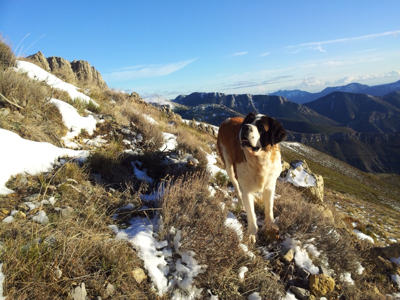 Nouvel élevage de st Bernard : des Alpages de la Croix - Page 5 Chiots31