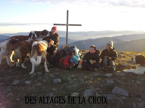 Nouvel élevage de st Bernard : des Alpages de la Croix - Page 2 Desalp14
