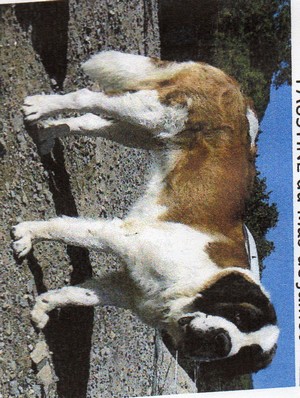 Nouvel élevage de st Bernard : des Alpages de la Croix - Page 3 Img01310