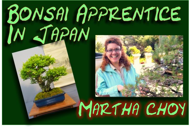 Why most Bonsai clubs in the UK are struggling for members? Banner10