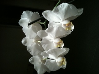 Les orchidées et autres de Lilirose2303... Photo11