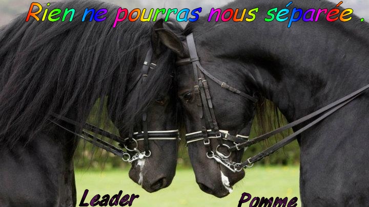 Inséparable !!! Leader10