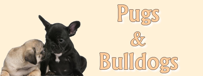 Pugs & Bulldogs