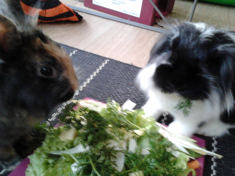 Couple de lapins nains, Lolita et Kurby, à adopter ensemble 2012-116