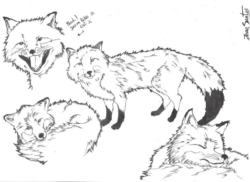Some of My Drawings! <3 Foxes110