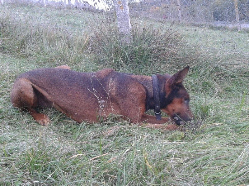 CURTIS, né en janvier 2006, croisé doberman (SPA d'Evreux) Curtis11