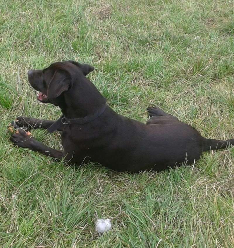 KENZO - x labrador 6 ans (5 ans de refuge) Spa d'Evreux (27) Kenzo210