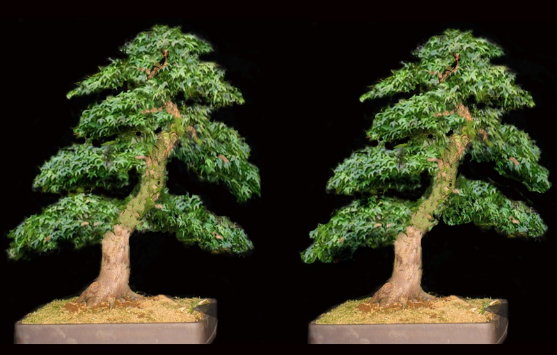 7 years work on a acer palmatum obtained from a garden center Bonsai11