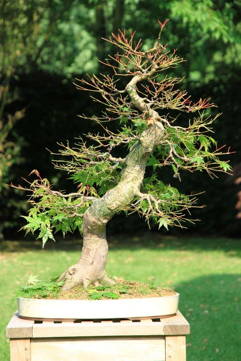 7 years work on a acer palmatum obtained from a garden center Img_1419