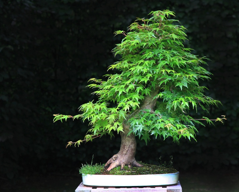 7 years work on a acer palmatum obtained from a garden center Img_1423