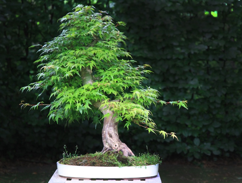 7 years work on a acer palmatum obtained from a garden center Img_1424