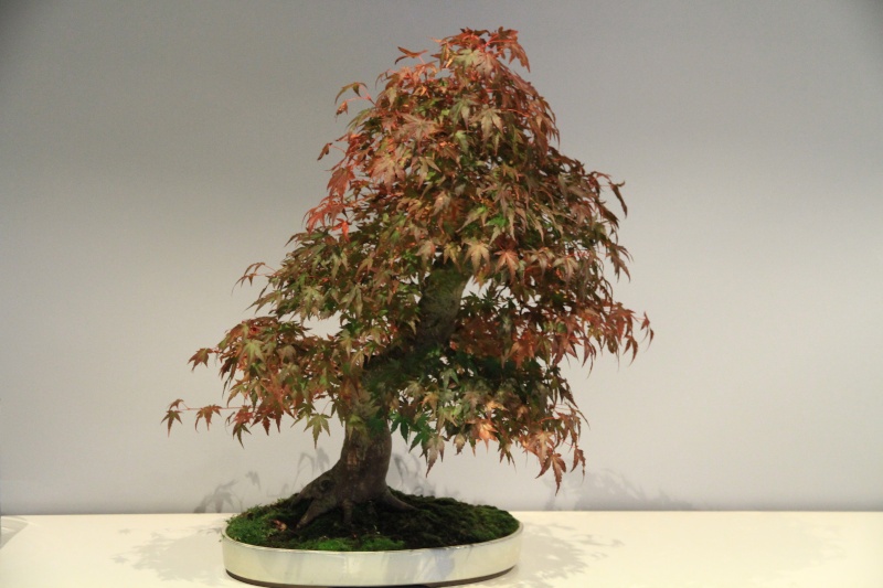 7 years work on a acer palmatum obtained from a garden center Img_3411