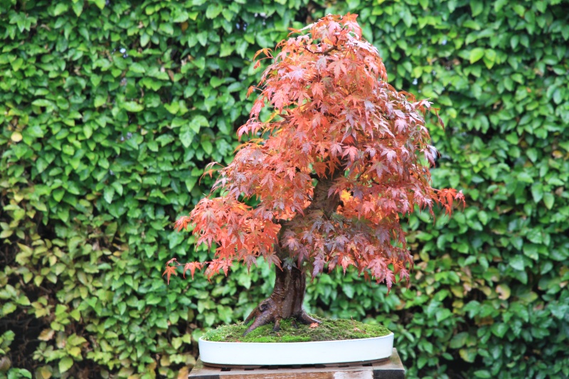 7 years work on a acer palmatum obtained from a garden center Img_3412