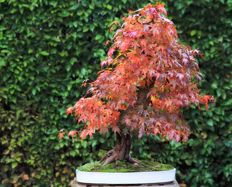 7 years work on a acer palmatum obtained from a garden center Img_3414