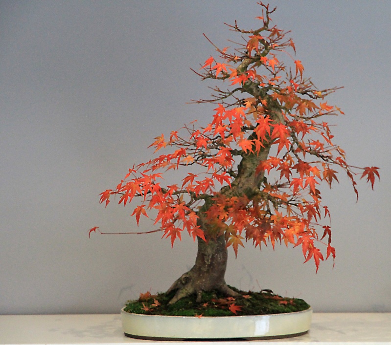 7 years work on a acer palmatum obtained from a garden center Img_3416