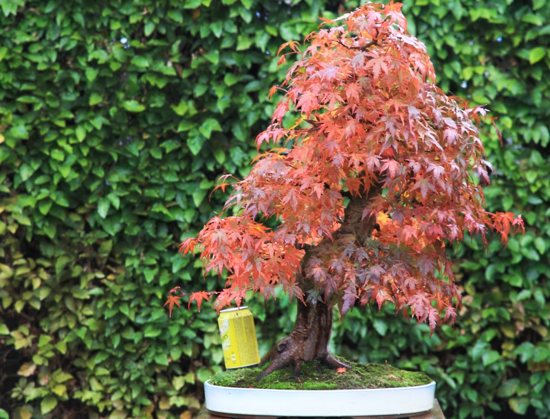 7 years work on a acer palmatum obtained from a garden center Img_3417
