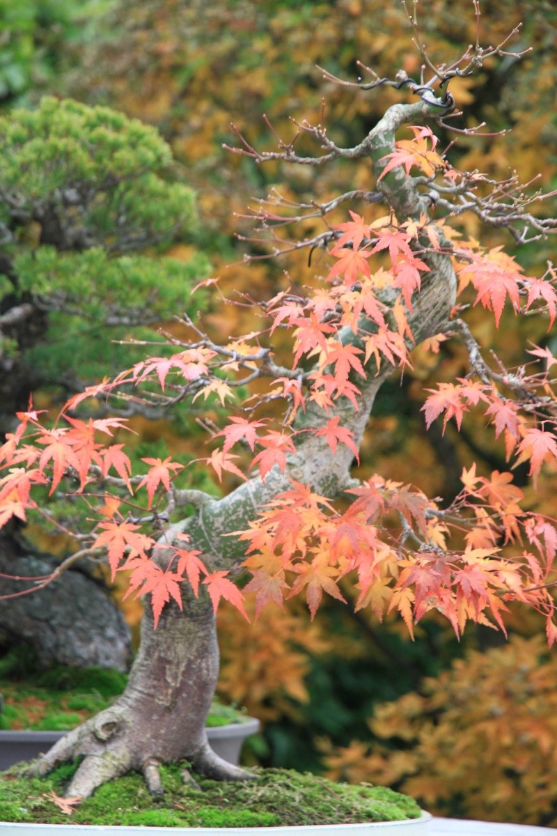 7 years work on a acer palmatum obtained from a garden center Img_3418