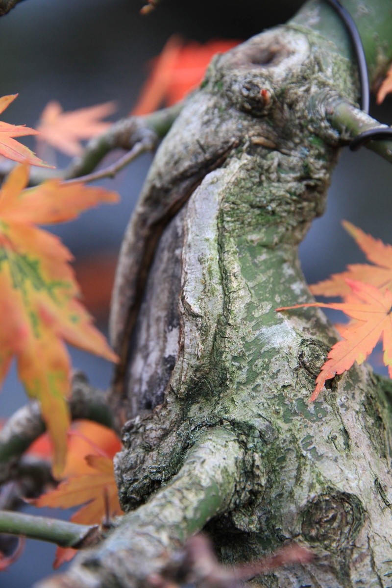 7 years work on a acer palmatum obtained from a garden center Img_3421