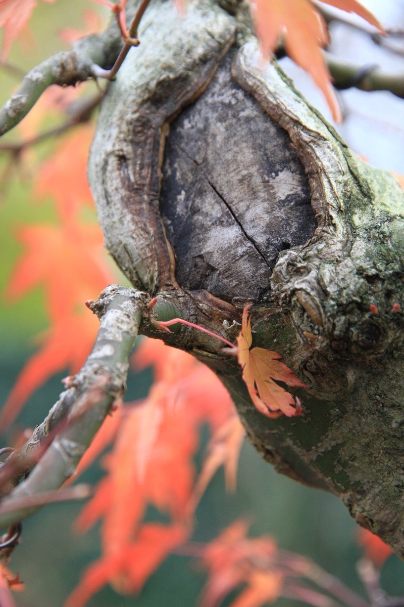 7 years work on a acer palmatum obtained from a garden center - Page 2 Img_3422