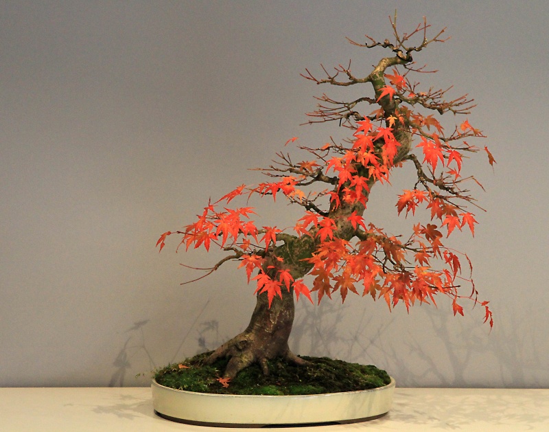 7 years work on a acer palmatum obtained from a garden center Img_3510
