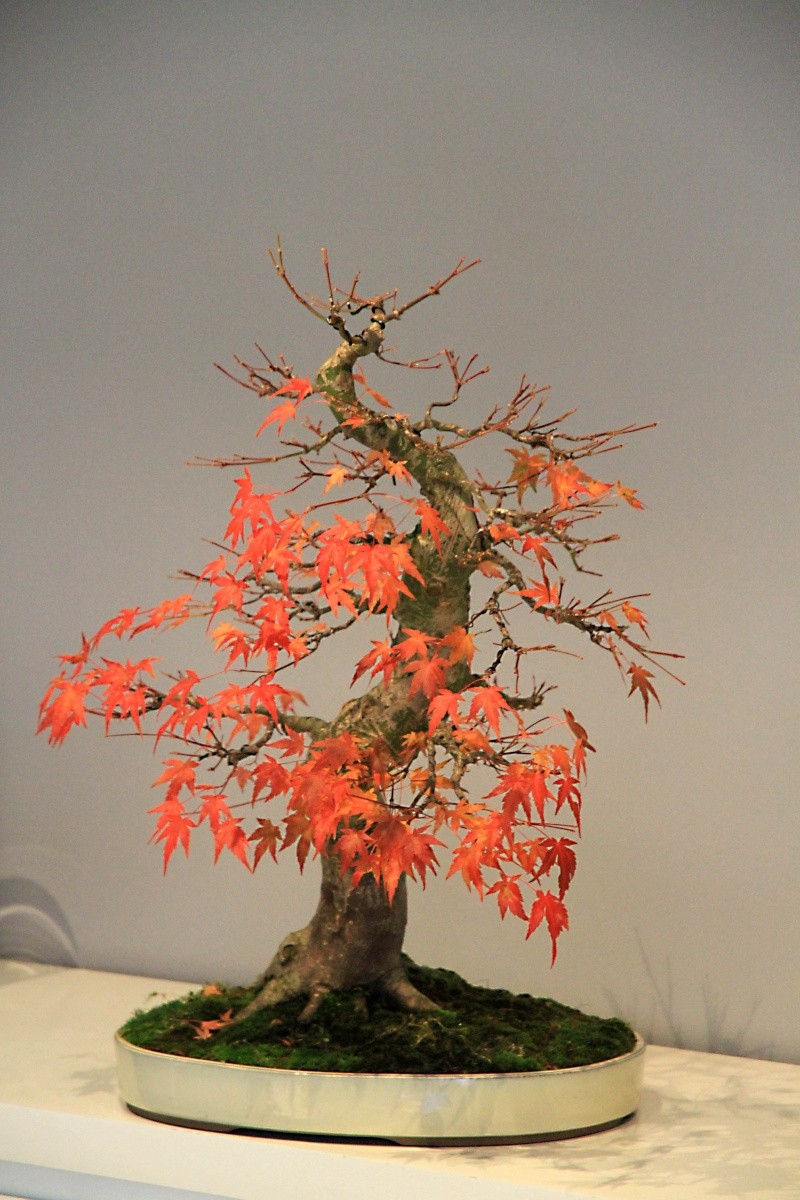 7 years work on a acer palmatum obtained from a garden center Img_3511