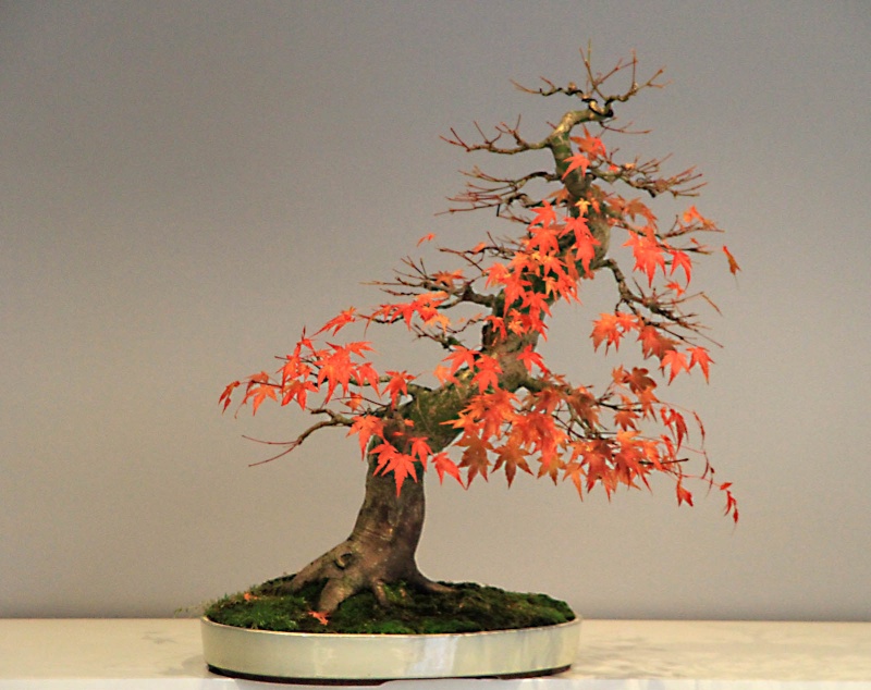 7 years work on a acer palmatum obtained from a garden center Img_3512