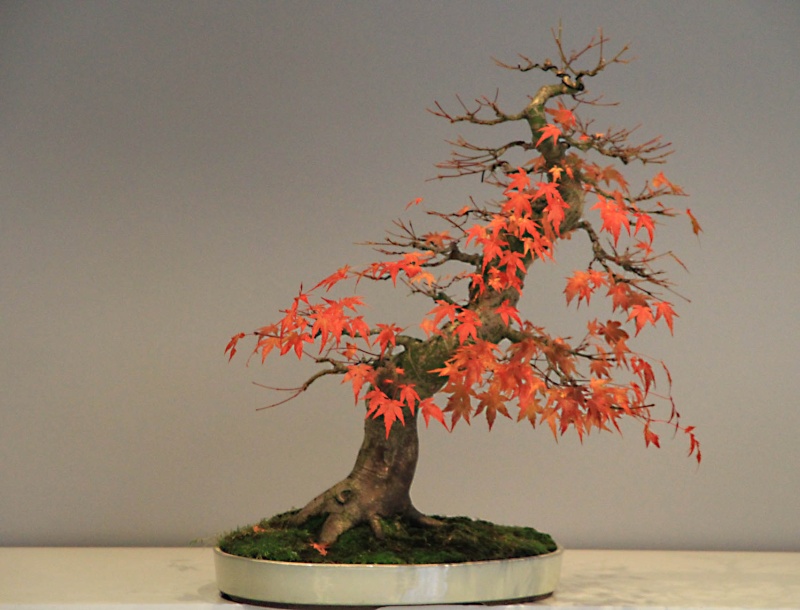 7 years work on a acer palmatum obtained from a garden center Img_3513