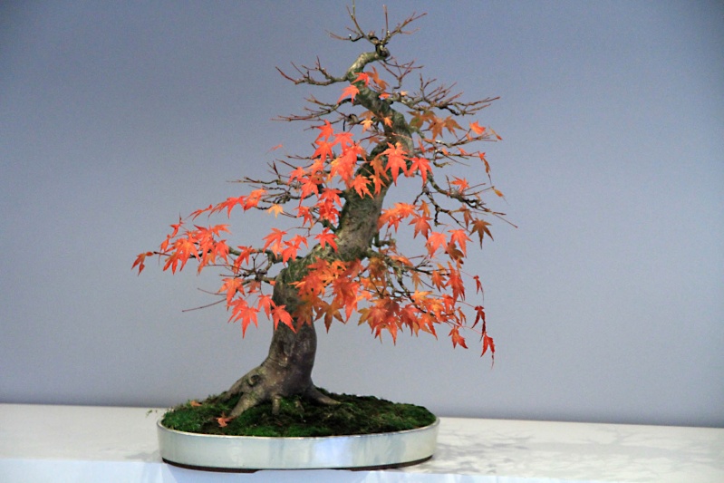 7 years work on a acer palmatum obtained from a garden center Img_3514