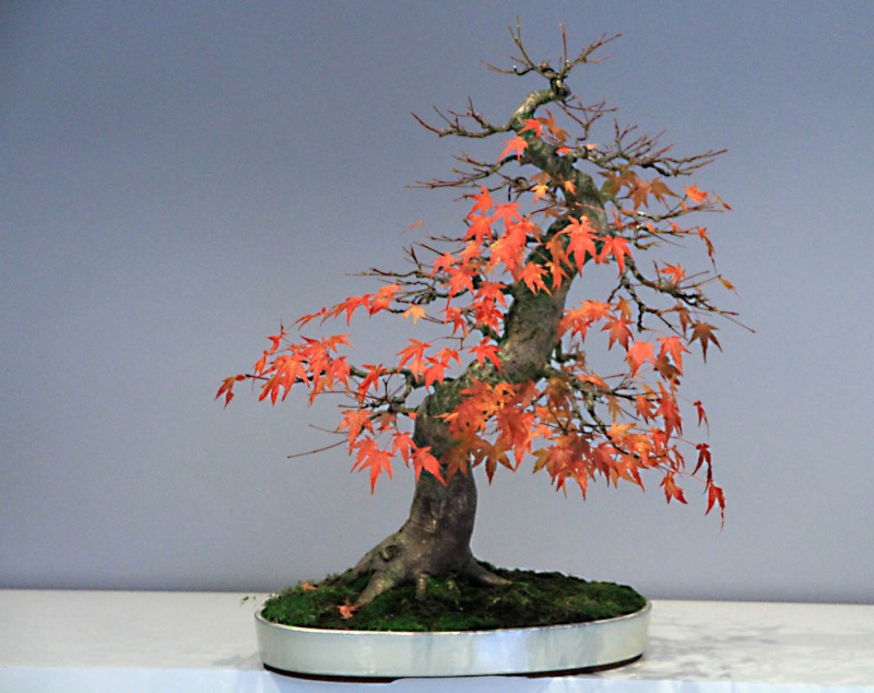 7 years work on a acer palmatum obtained from a garden center Img_3515