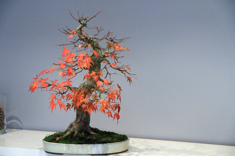 7 years work on a acer palmatum obtained from a garden center Img_3516